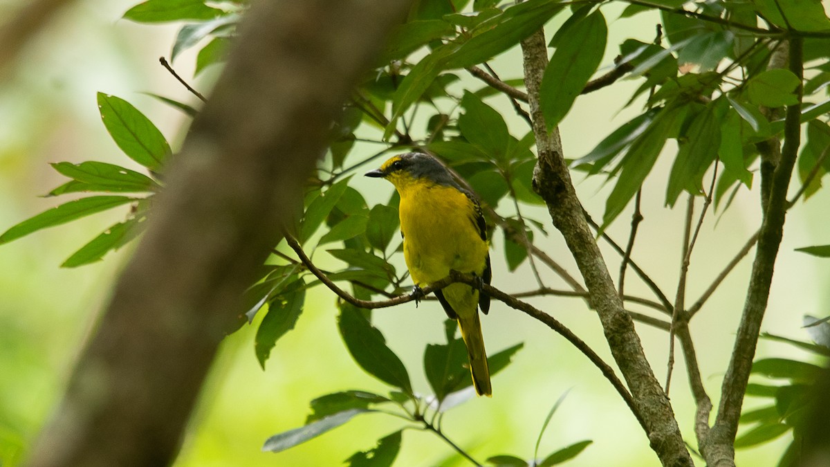 Orange Minivet - ML618026885