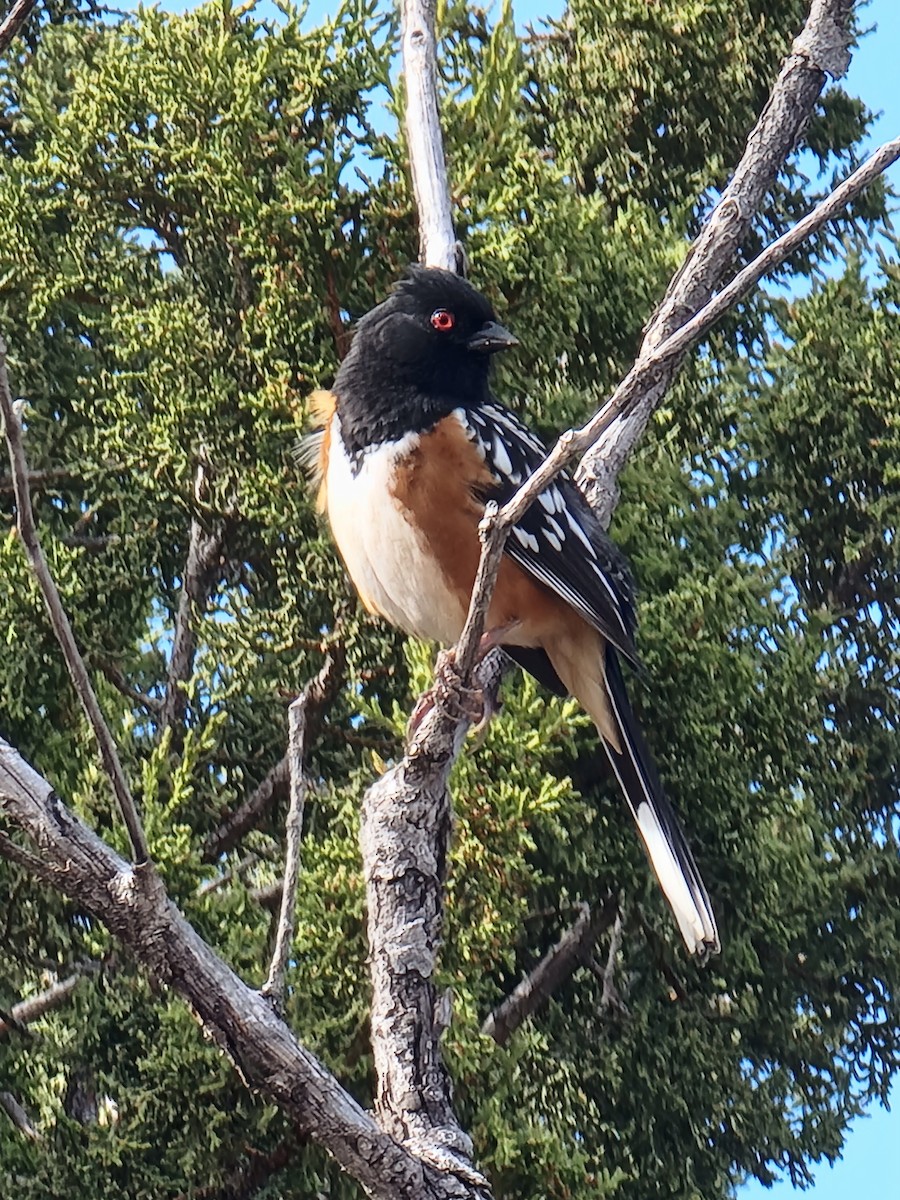 Spotted Towhee - ML618026898