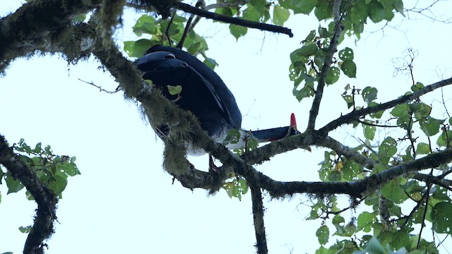 Horned Guan - ML618026900