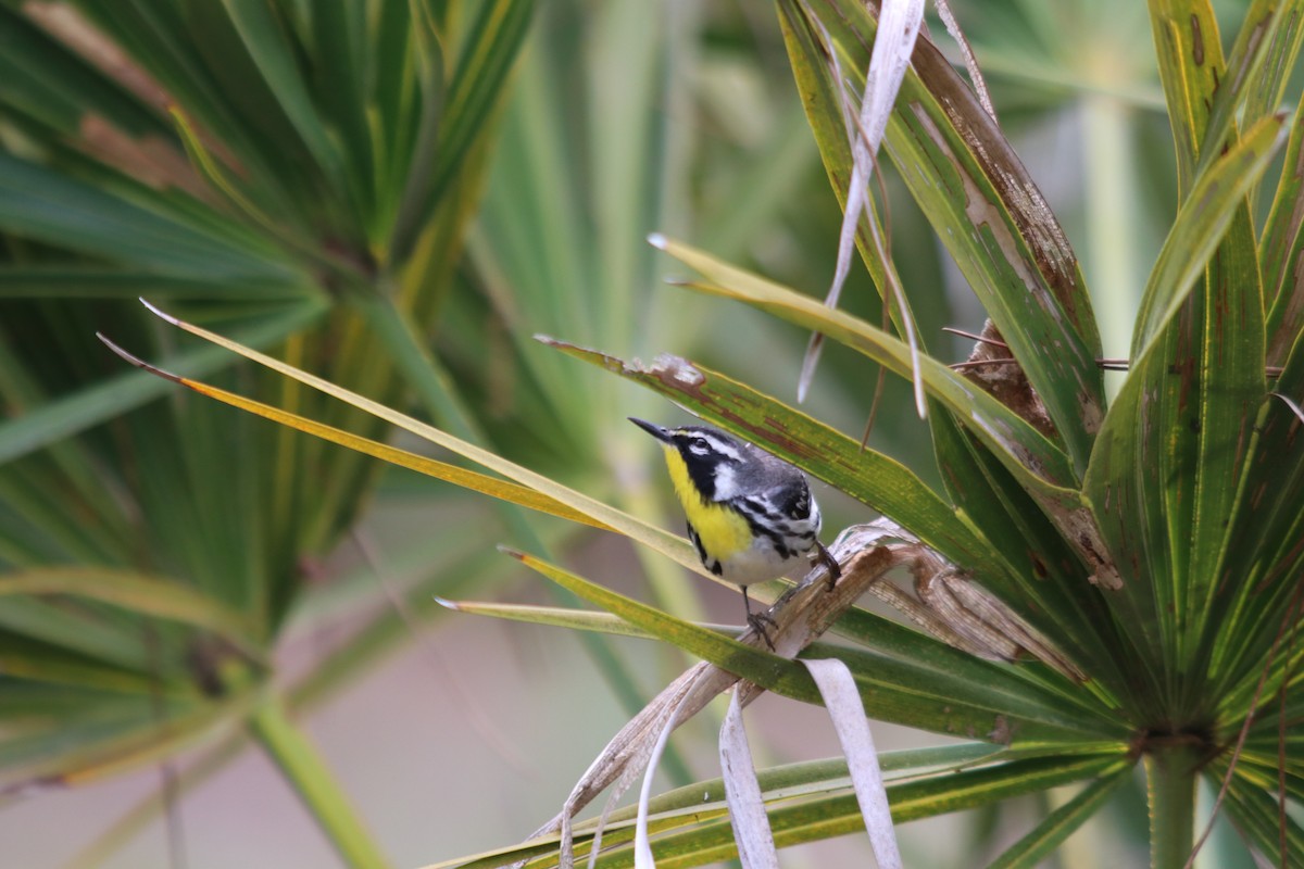 Yellow-throated Warbler - Katie Davis