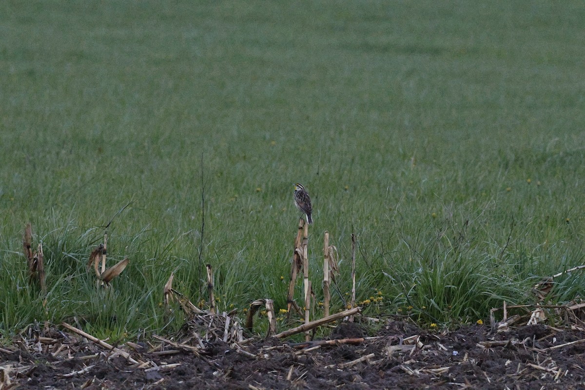 Eastern Meadowlark - ML618026950