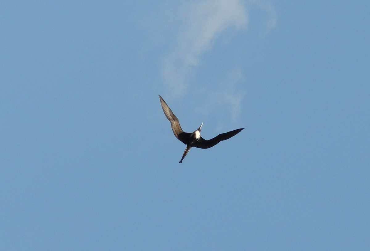 Magnificent Frigatebird - ML618026999