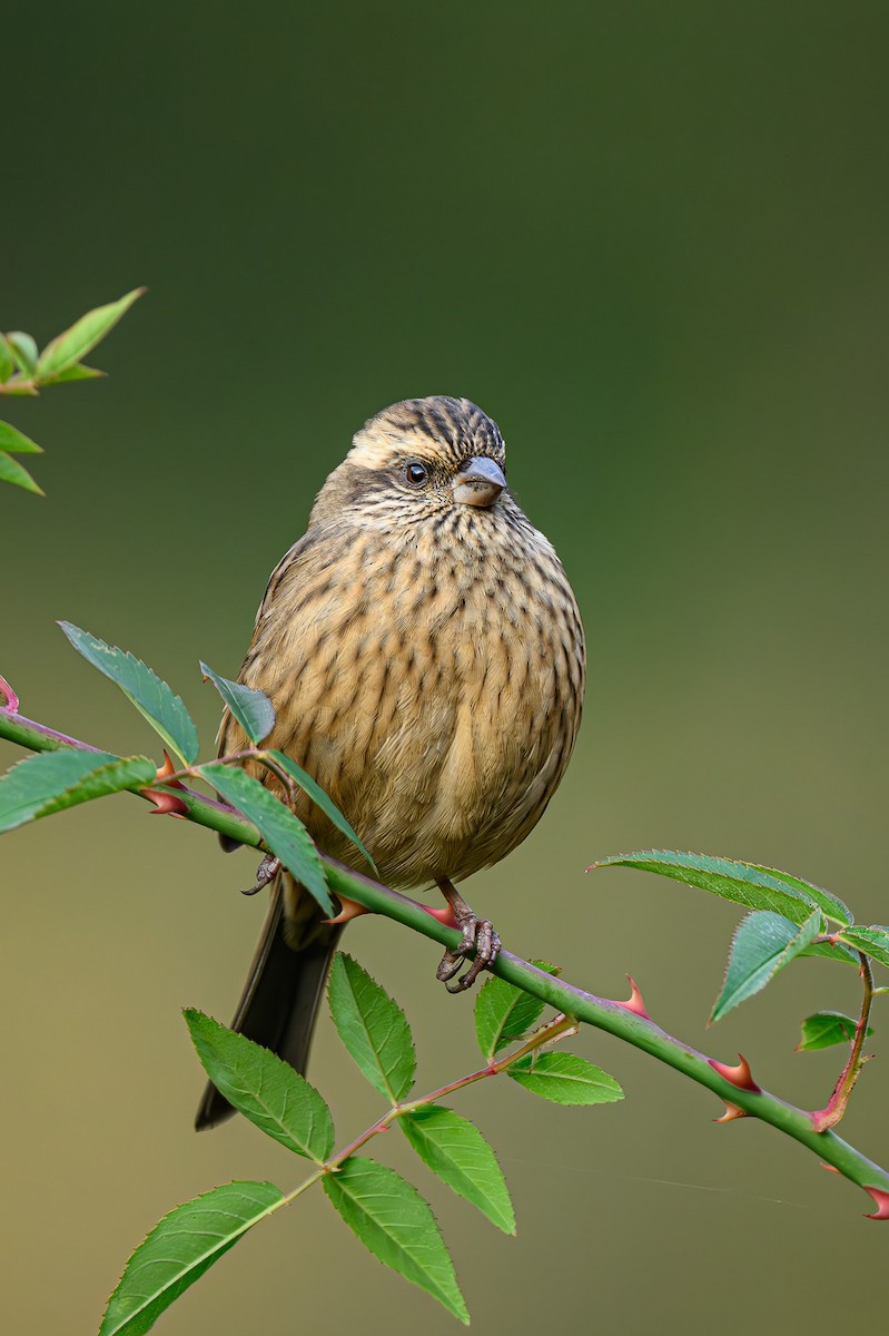 Pink-browed Rosefinch - Sudhir Paul