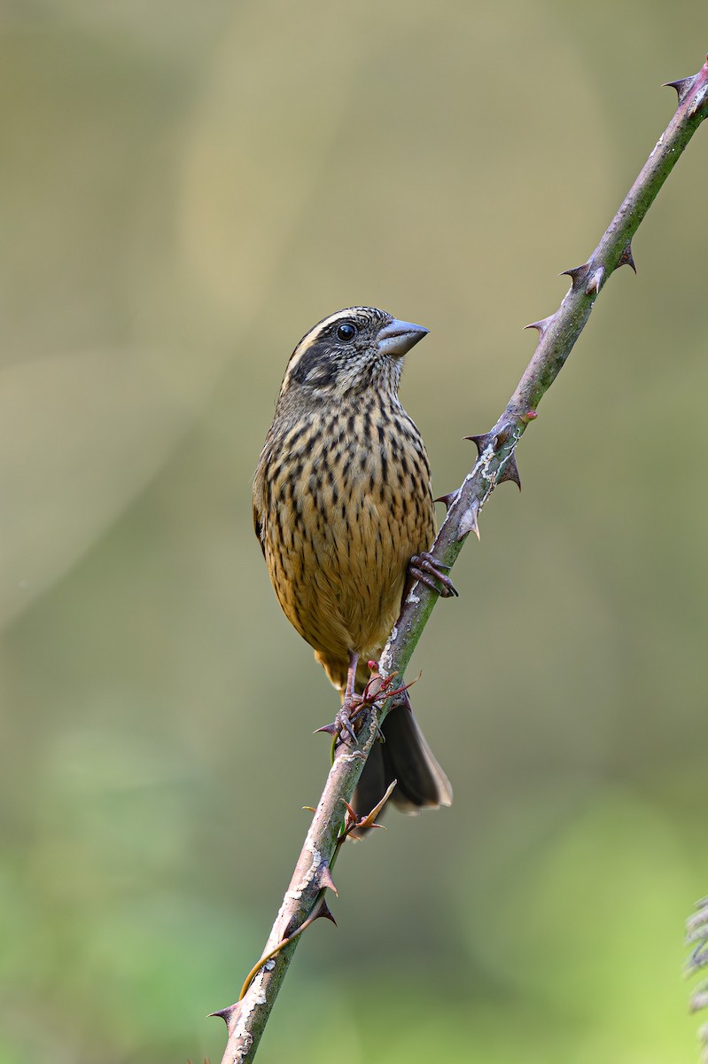 Spot-winged Rosefinch - ML618027029