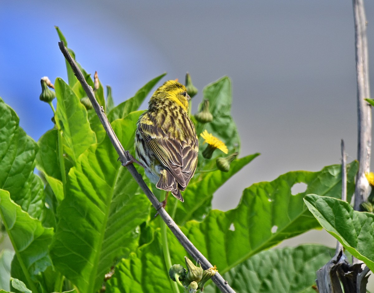 European Serin - Joao Freitas