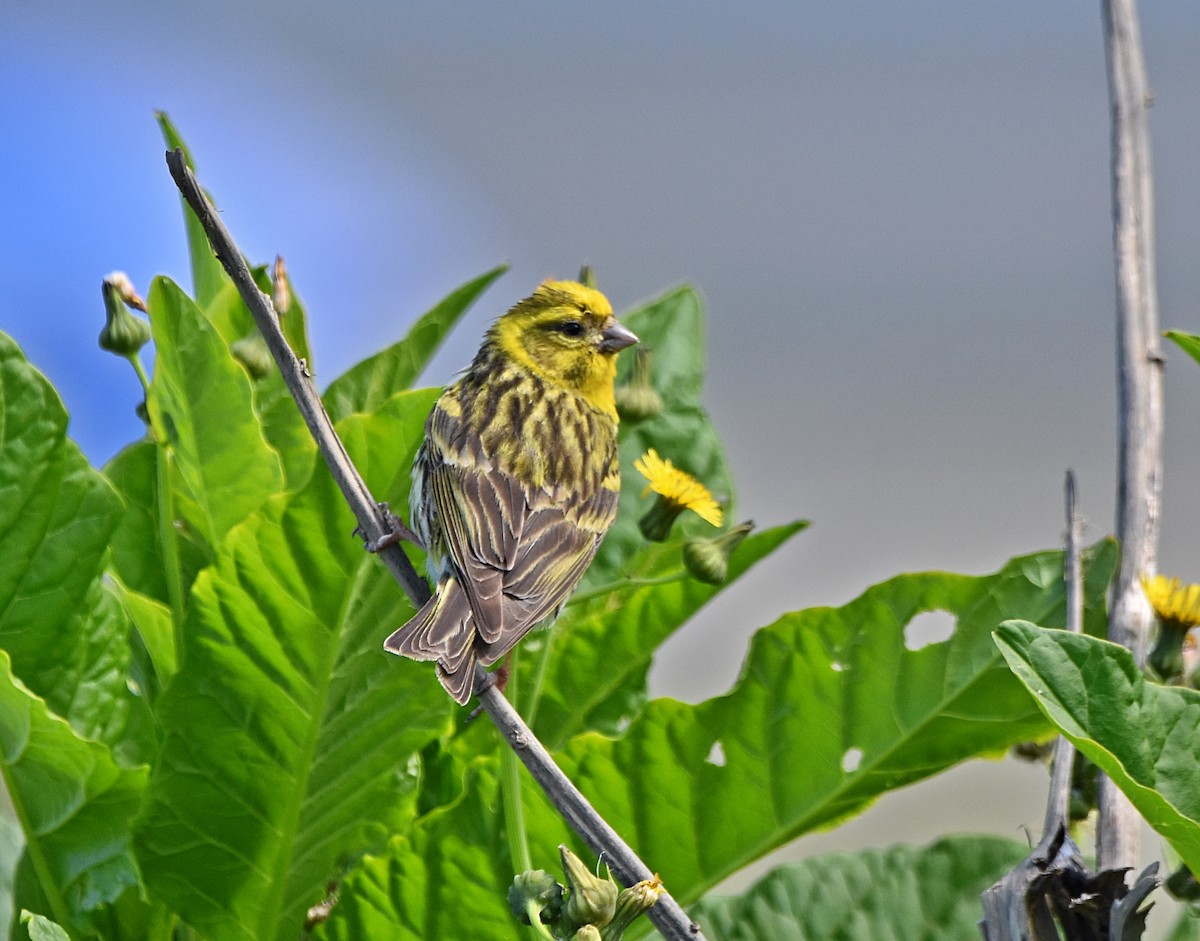 European Serin - Joao Freitas