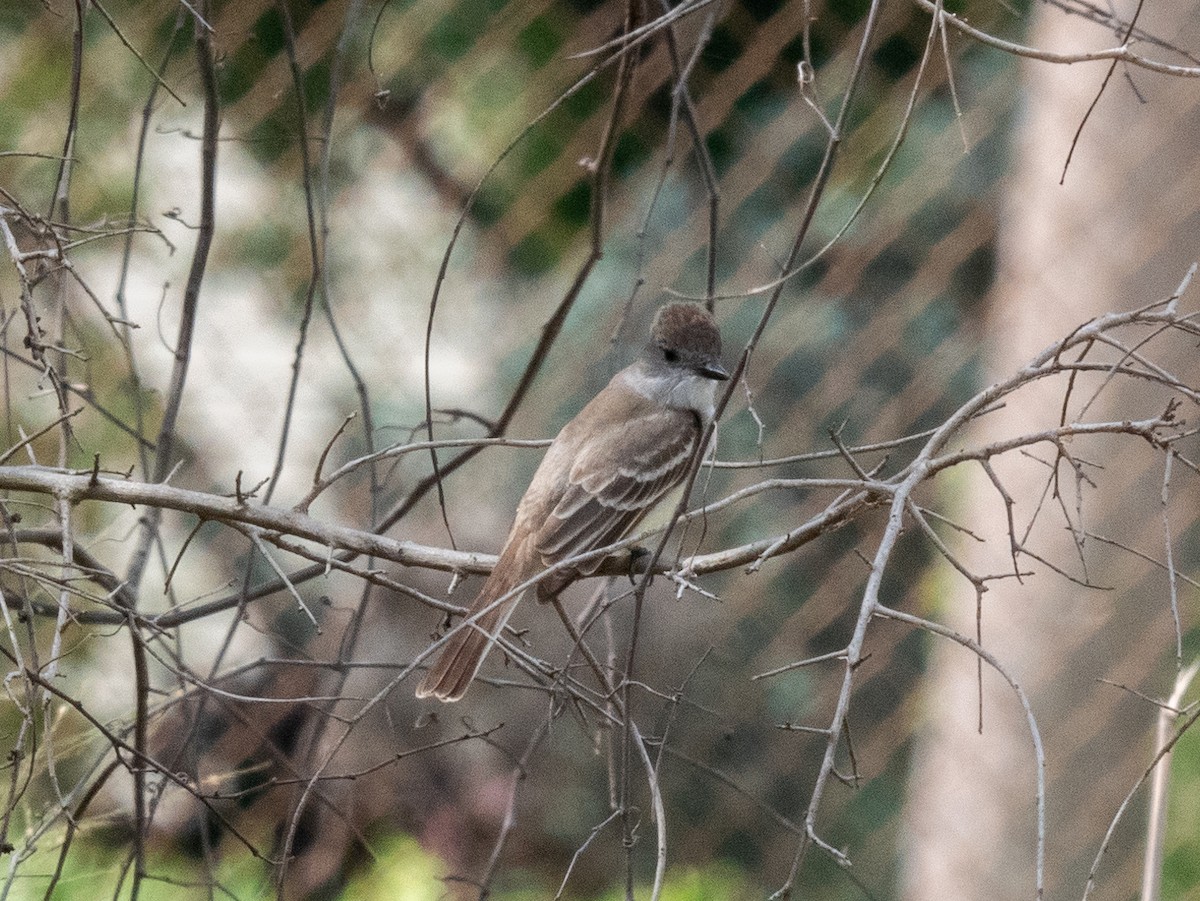 Great Crested Flycatcher - ML618027079