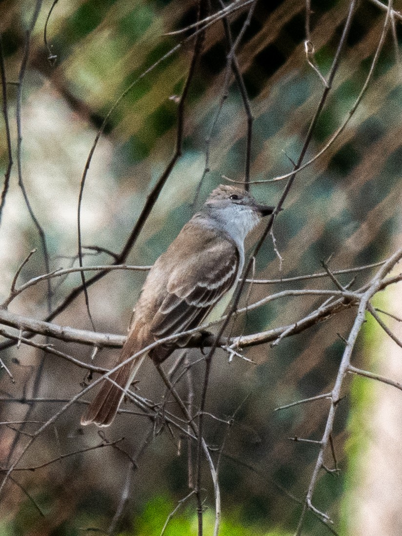 Great Crested Flycatcher - ML618027080