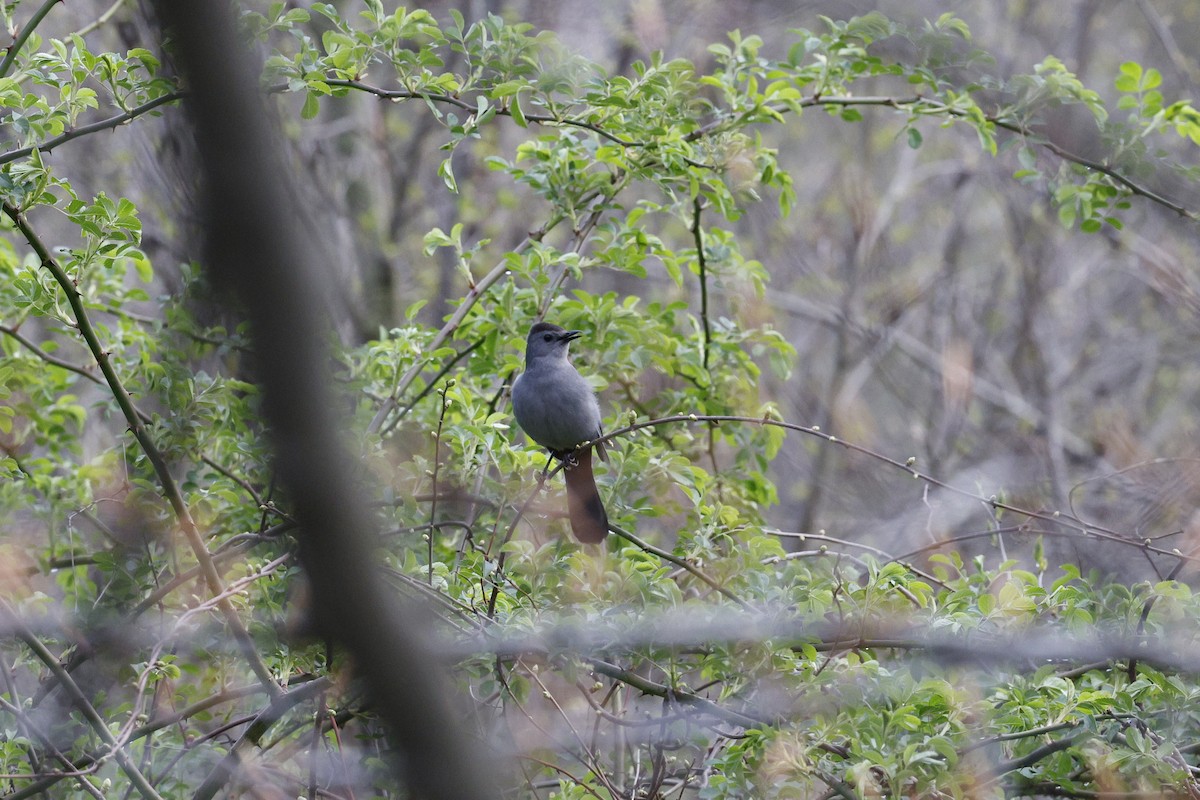 Gray Catbird - ML618027097