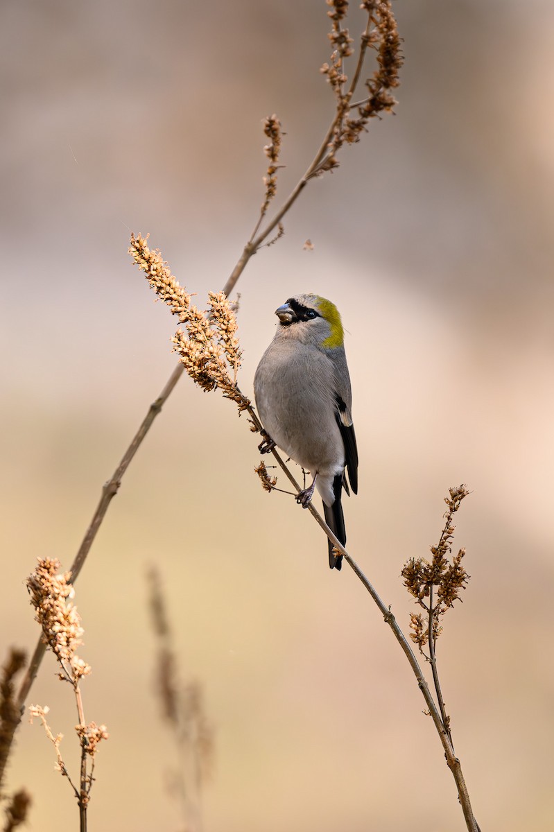 Red-headed Bullfinch - ML618027130