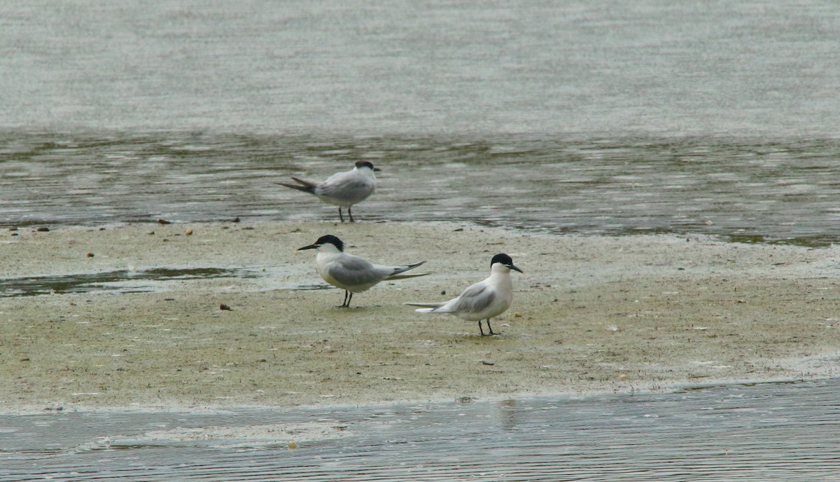 Sandwich Tern (Eurasian) - Yannick FRANCOIS