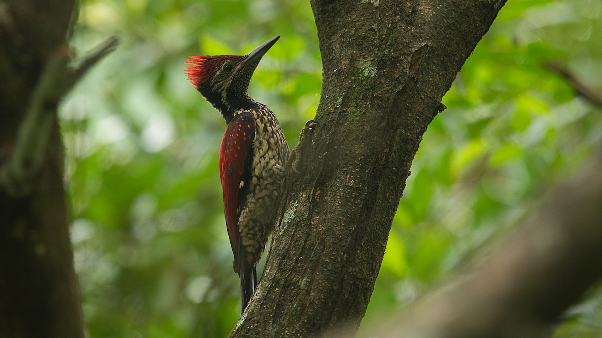 Red-backed Flameback - ML618027159