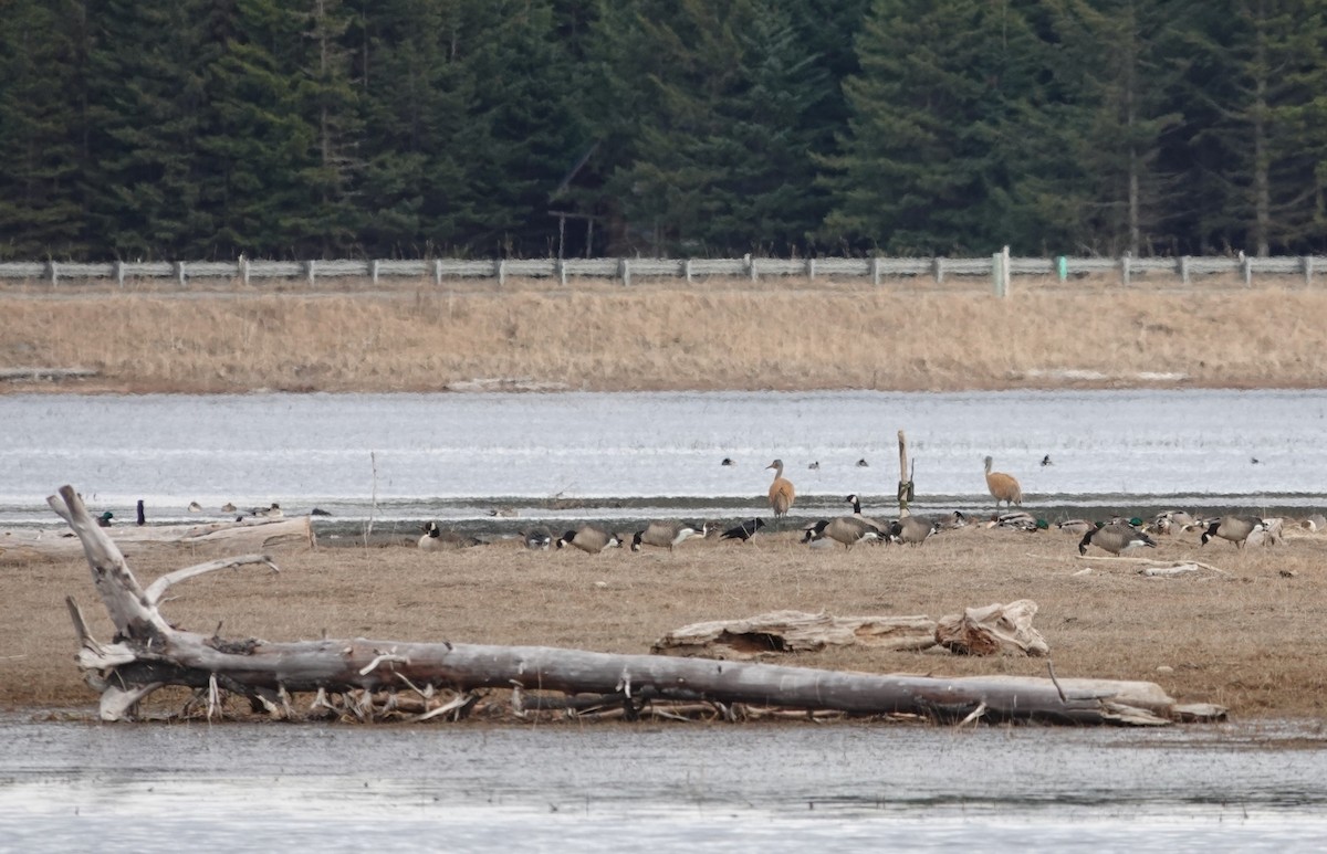 Cackling/Canada Goose - ML618027182