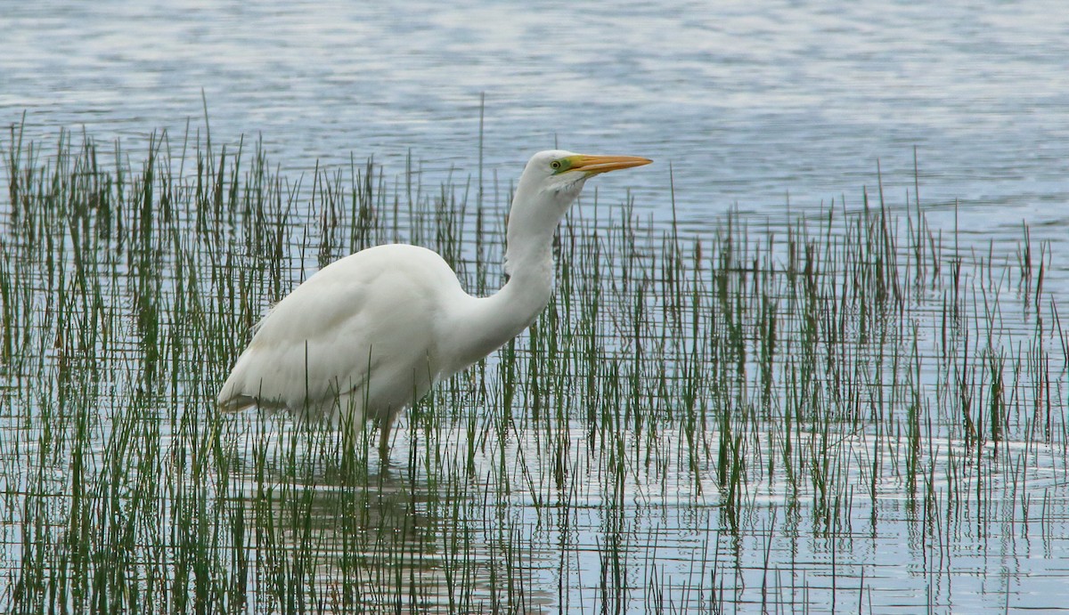 Great Egret (alba) - ML618027211