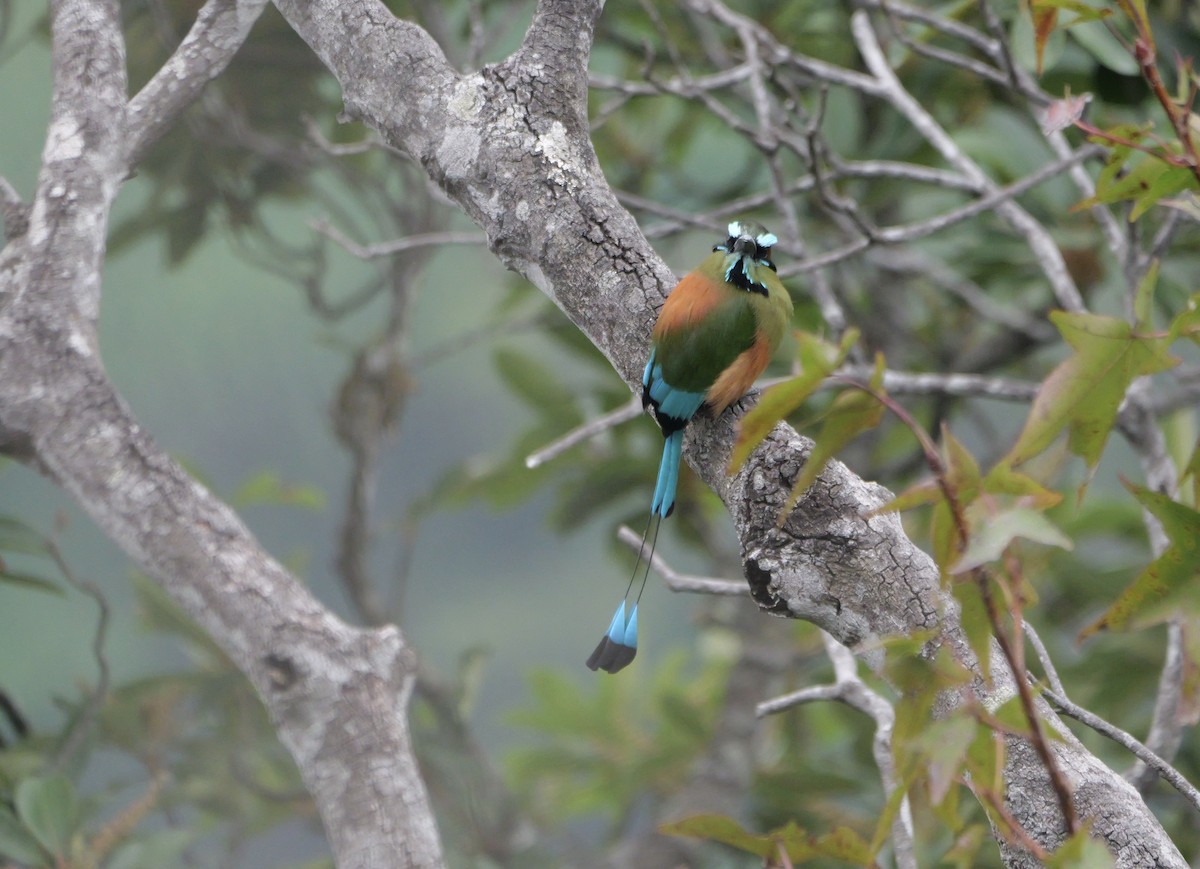 Turquoise-browed Motmot - Micah Riegner