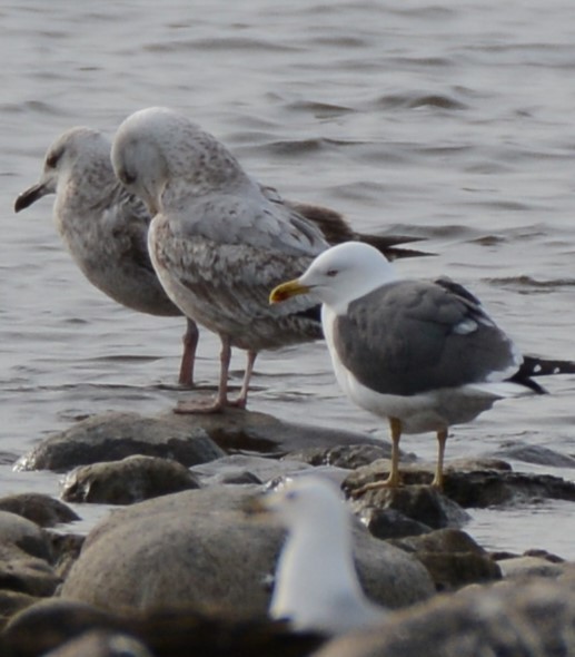 Lesser Black-backed Gull - ML618027325