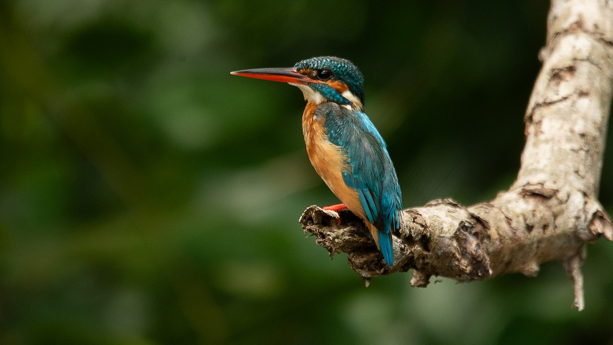 Common Kingfisher - ML618027340