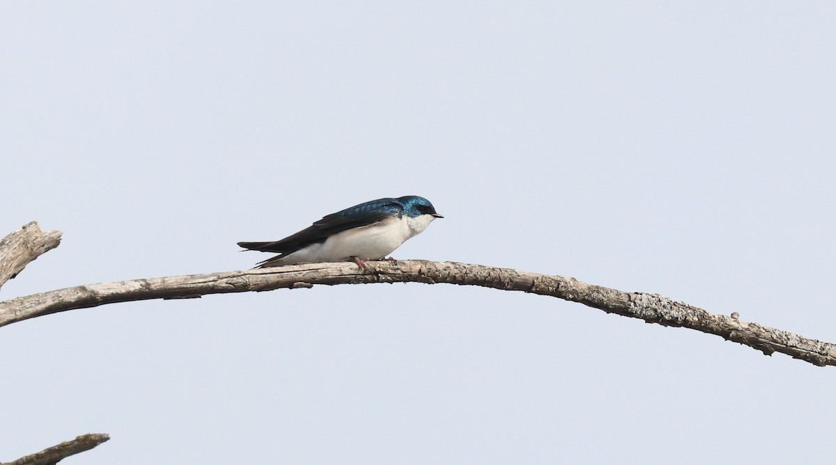 Tree Swallow - Lynda Noel