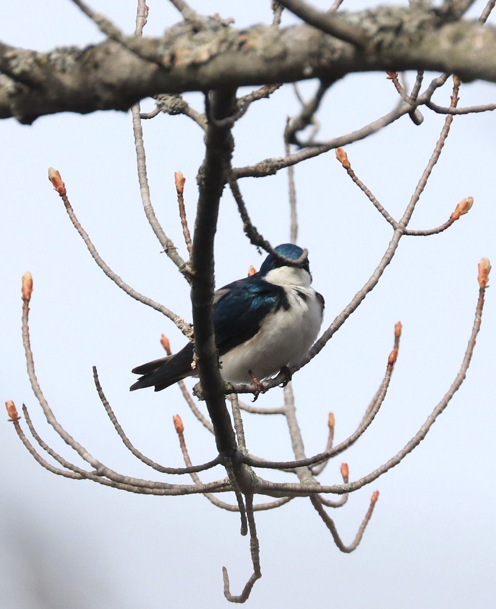 Tree Swallow - Lynda Noel