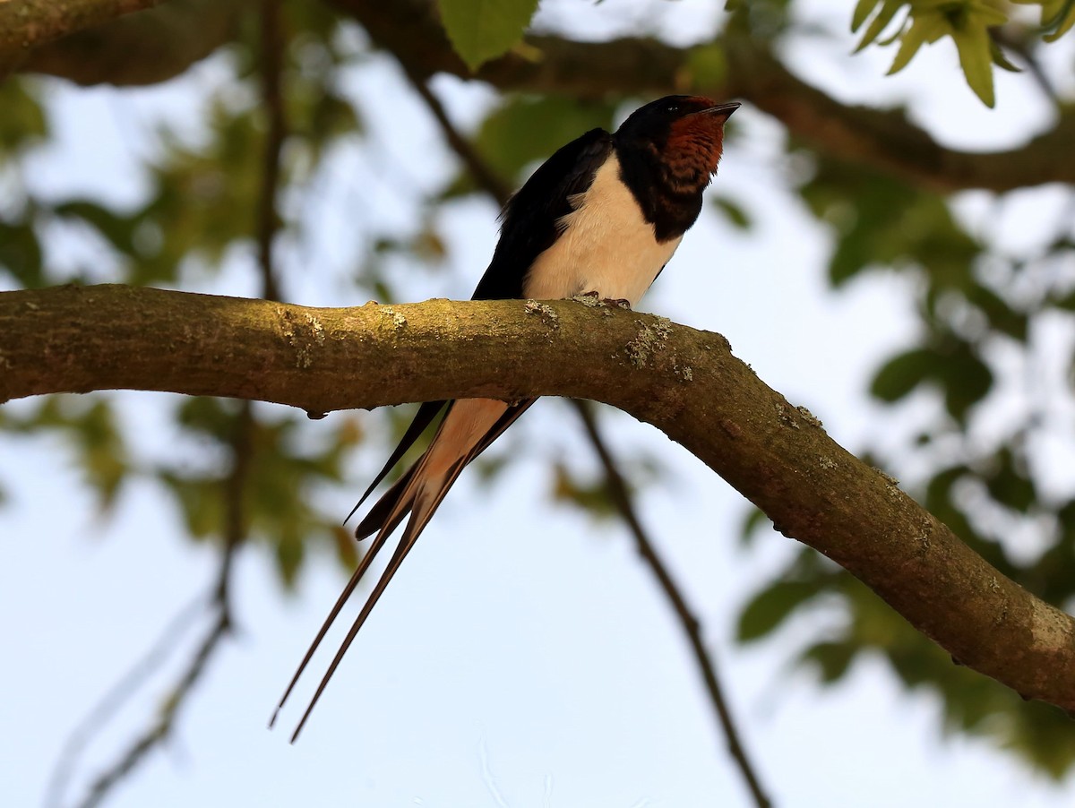 Barn Swallow (White-bellied) - Yannick FRANCOIS