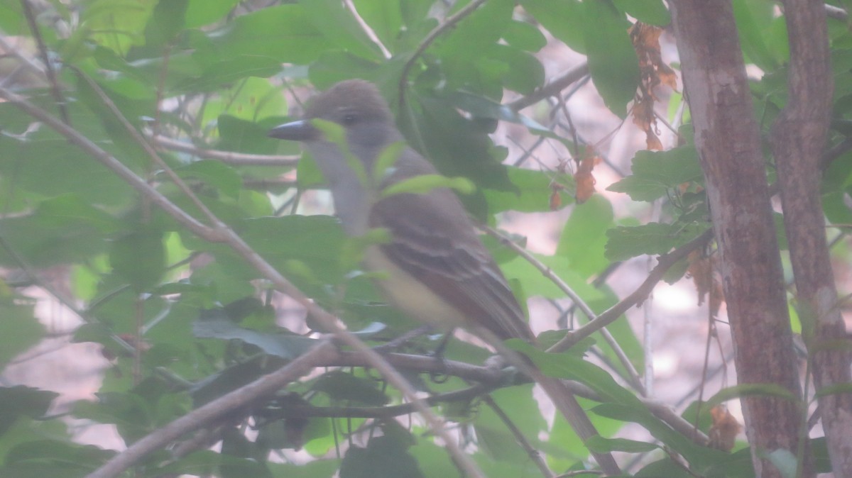 Brown-crested Flycatcher - ML618027371