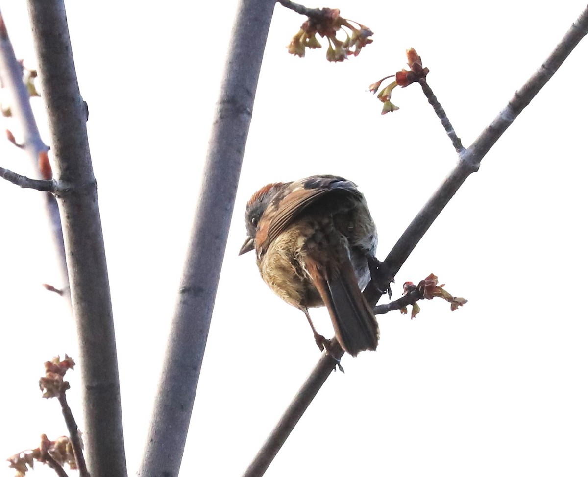 Swamp Sparrow - Lynda Noel