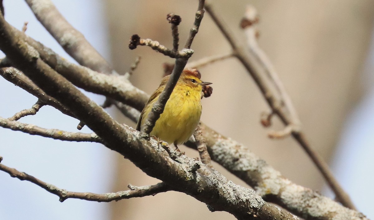 Palm Warbler - Lynda Noel