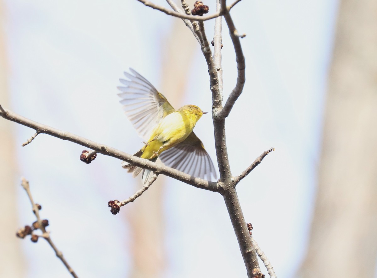 Palm Warbler - Lynda Noel