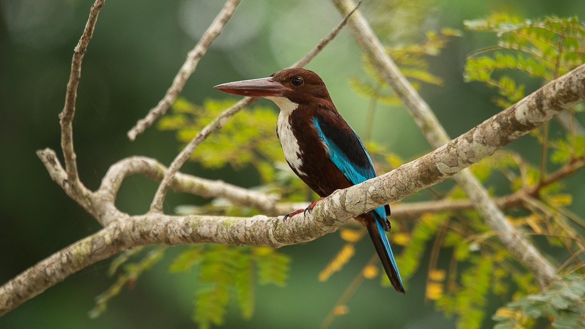 White-throated Kingfisher - ML618027454