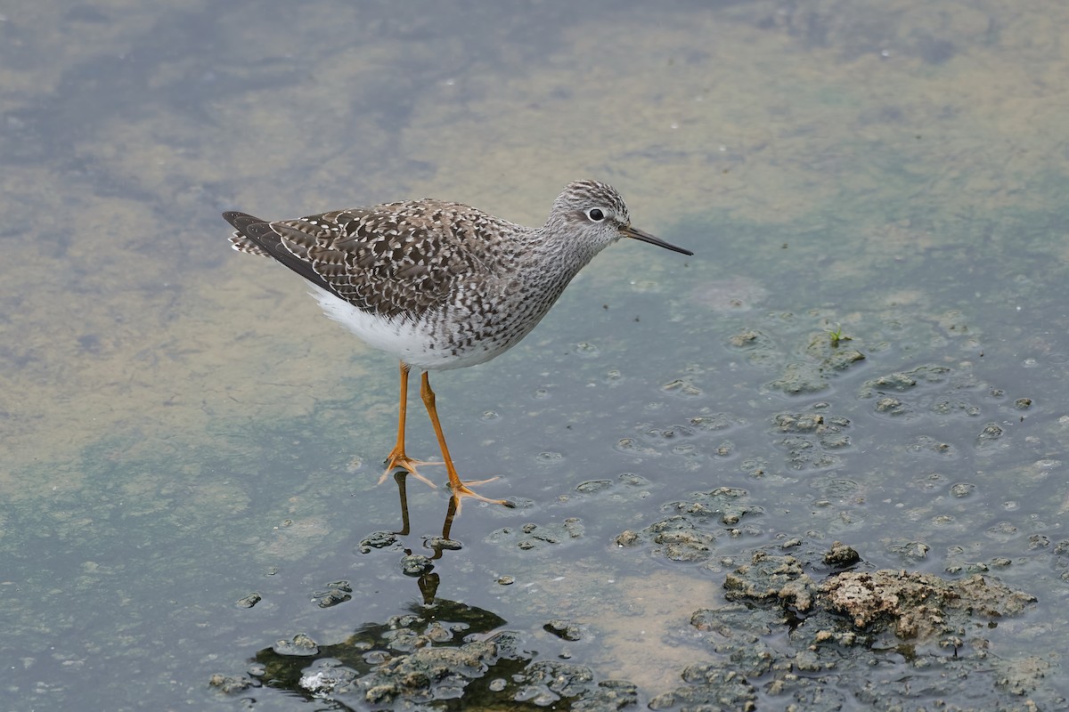 Lesser Yellowlegs - ML618027475