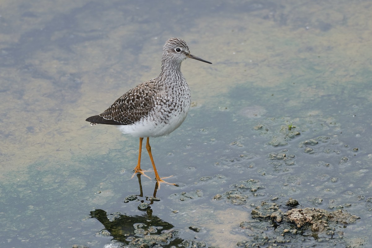 Lesser Yellowlegs - Santiago Caballero Carrera