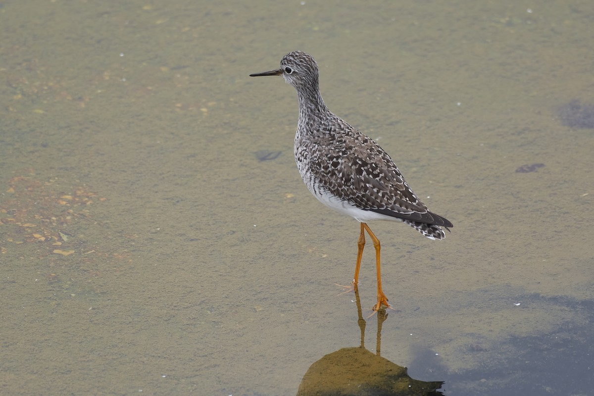 Lesser Yellowlegs - ML618027477