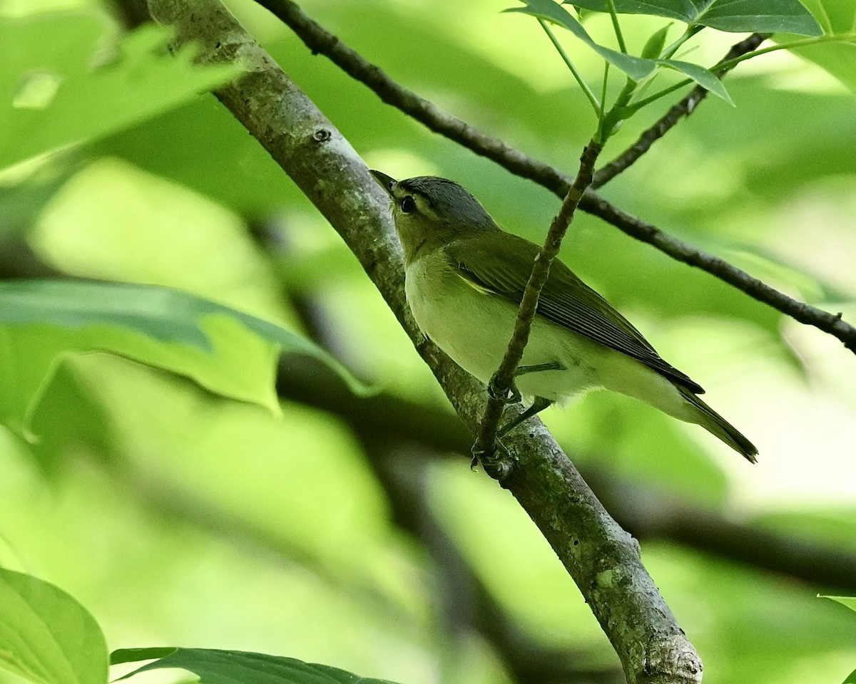 Kızıl Gözlü Vireo - ML618027491