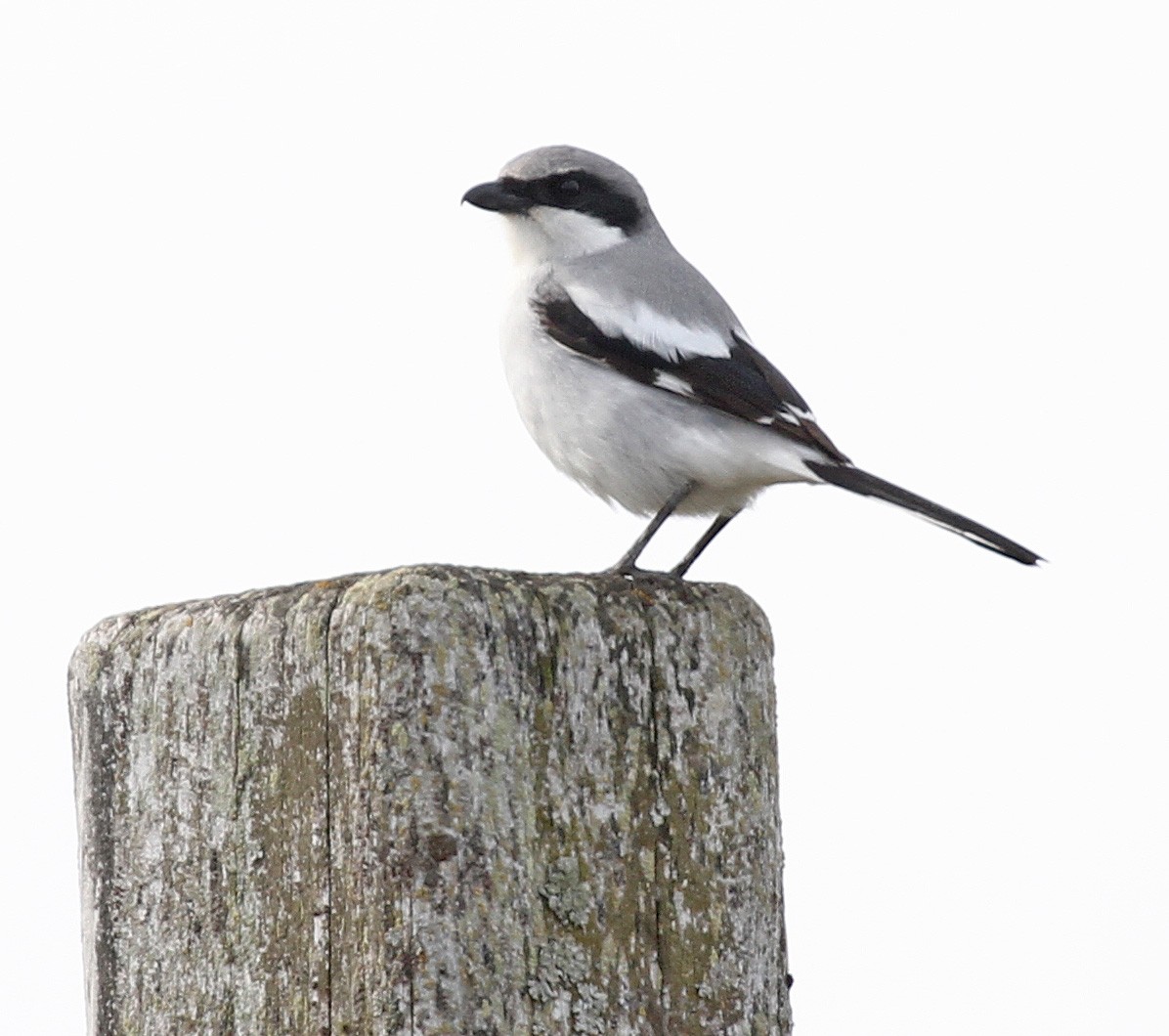 Loggerhead Shrike - ML618027507