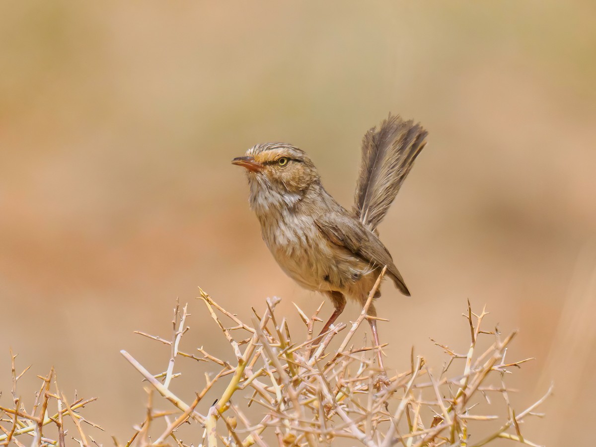 Scrub Warbler - Manuel Fernandez-Bermejo