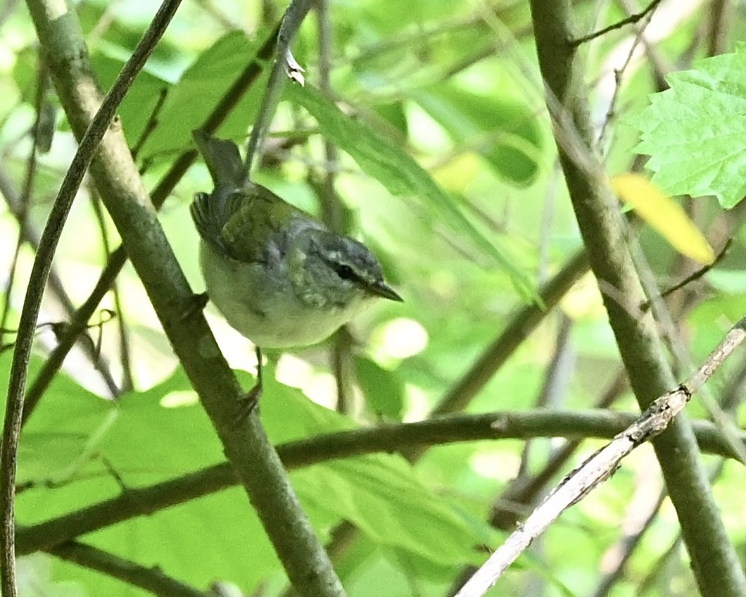 Tennessee Warbler - ML618027521