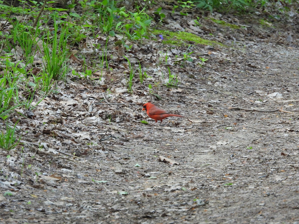 Cardinal rouge - ML618027544