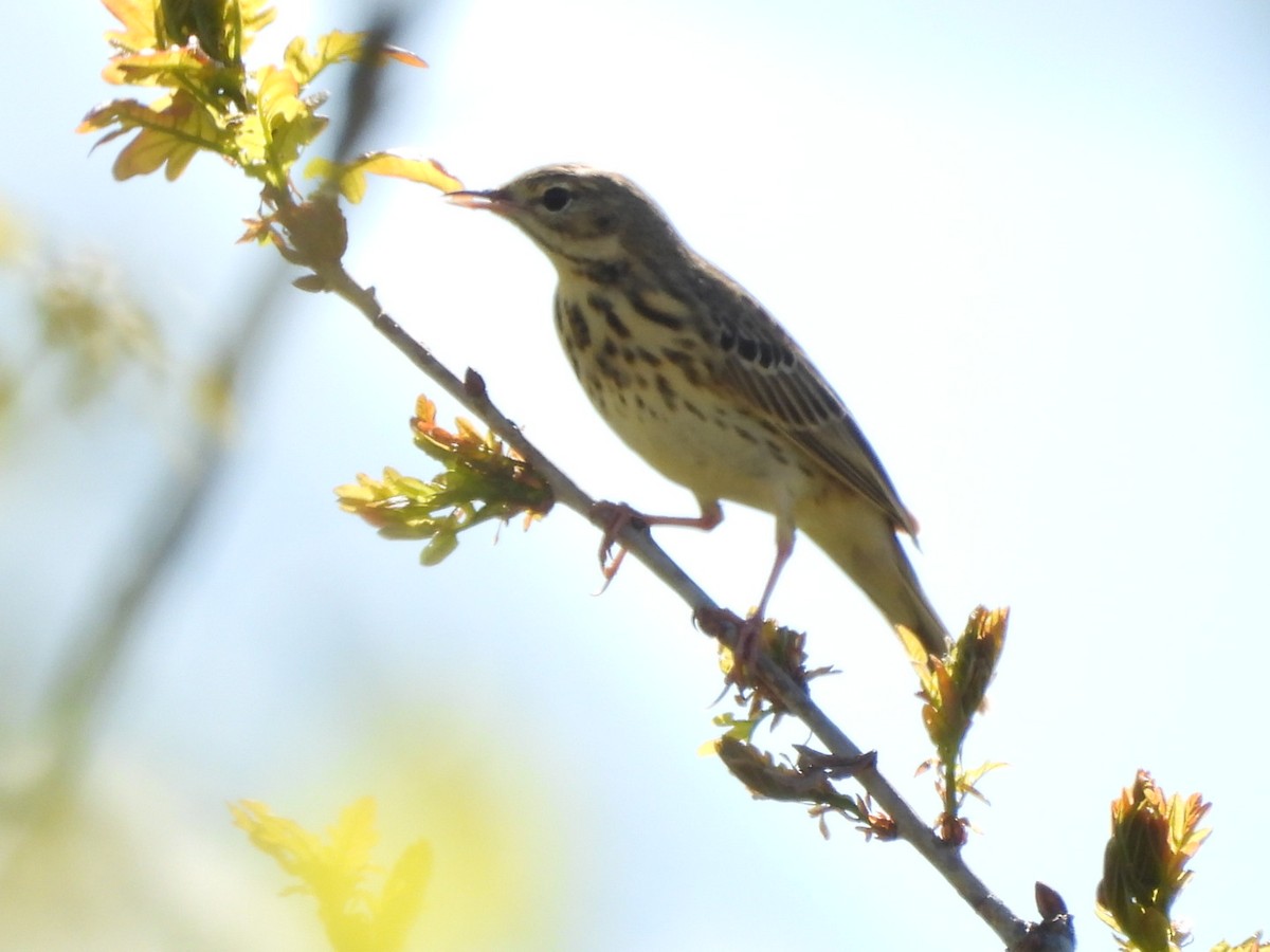 Tree Pipit - Anja Kahl