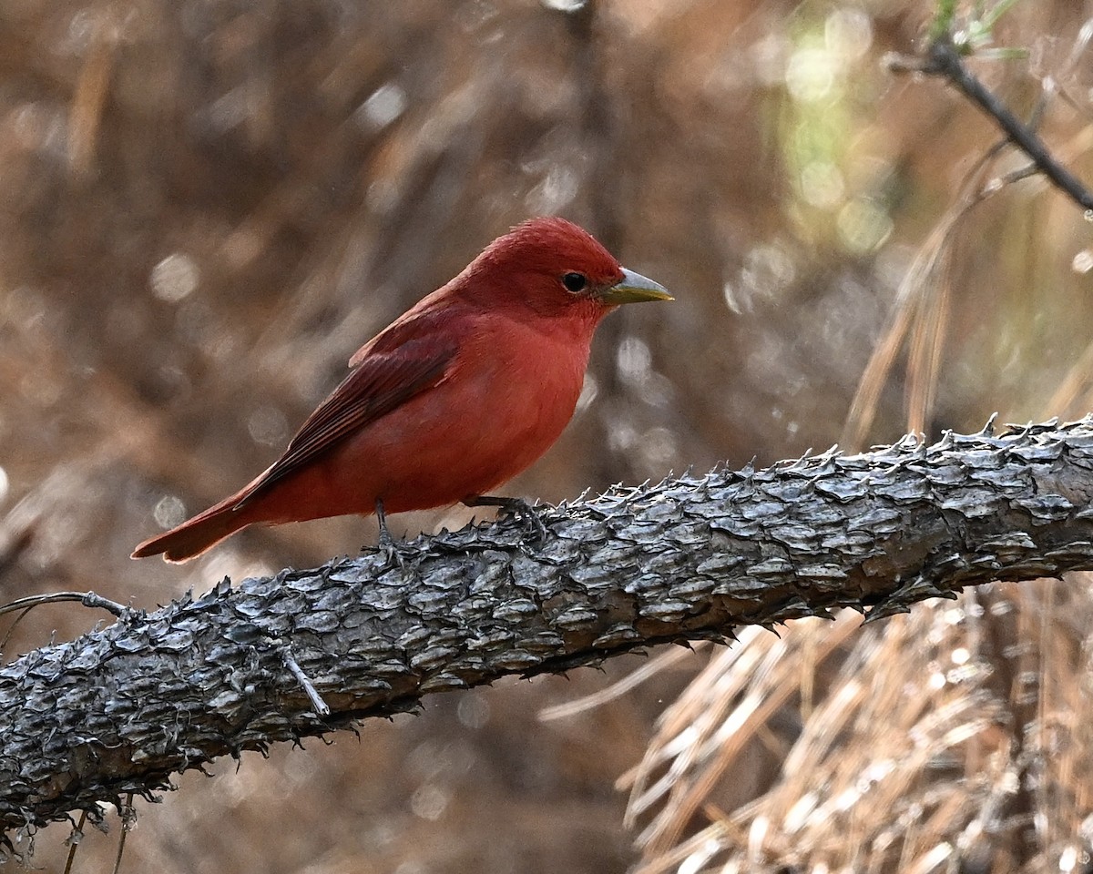 Piranga Roja - ML618027568