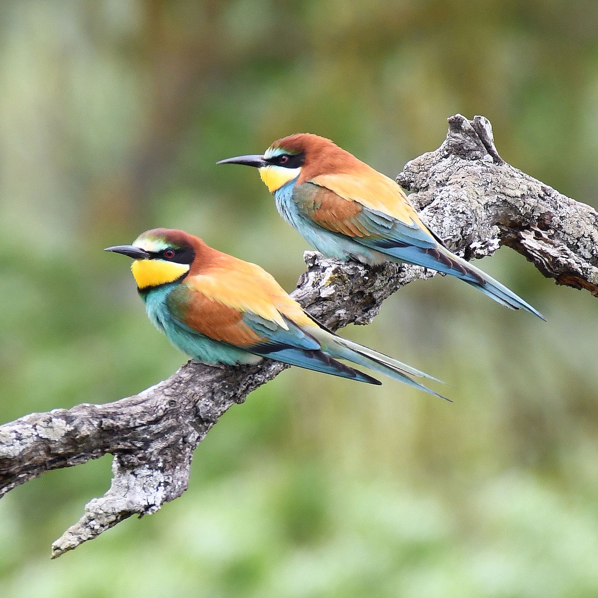 European Bee-eater - ML618027587