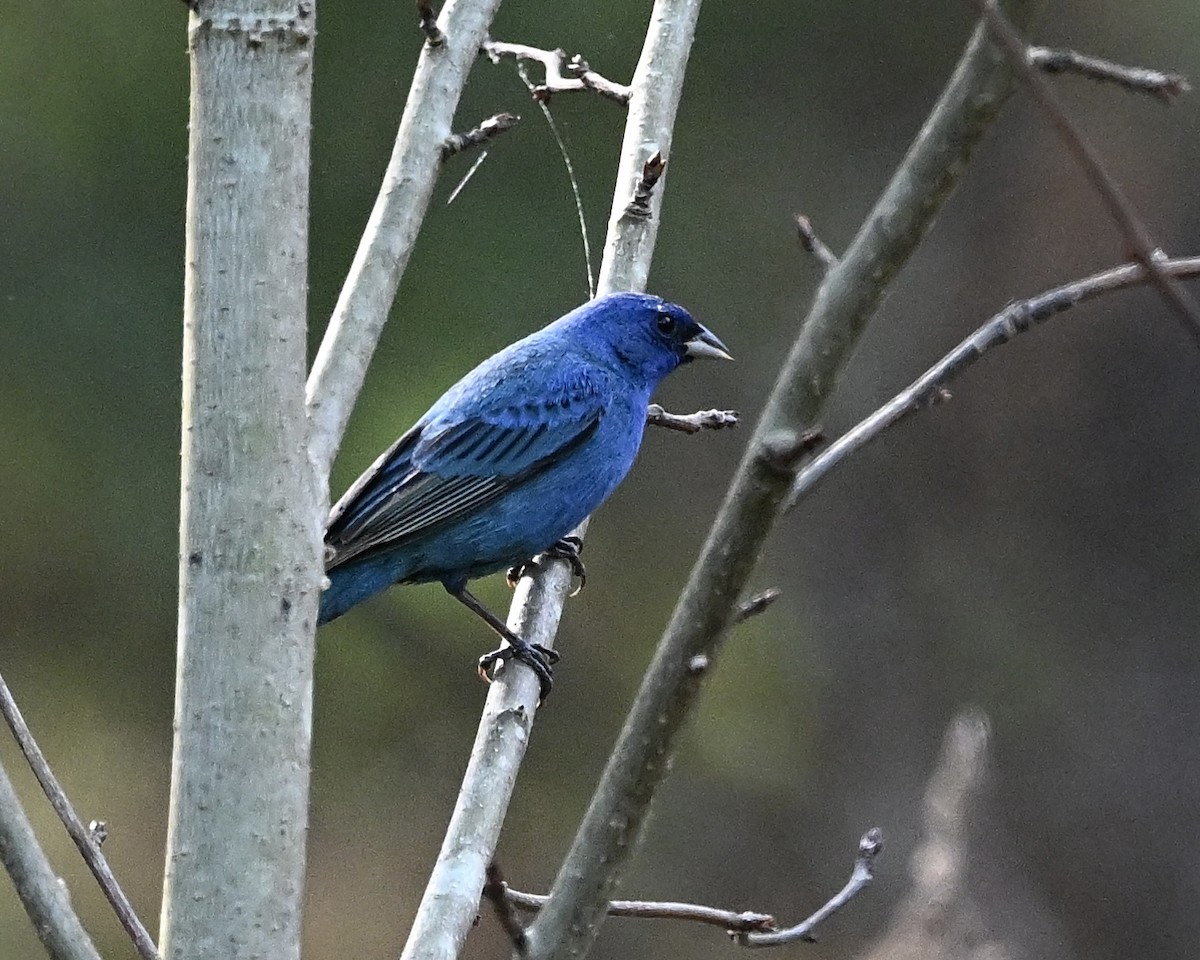 Passerin indigo - ML618027613