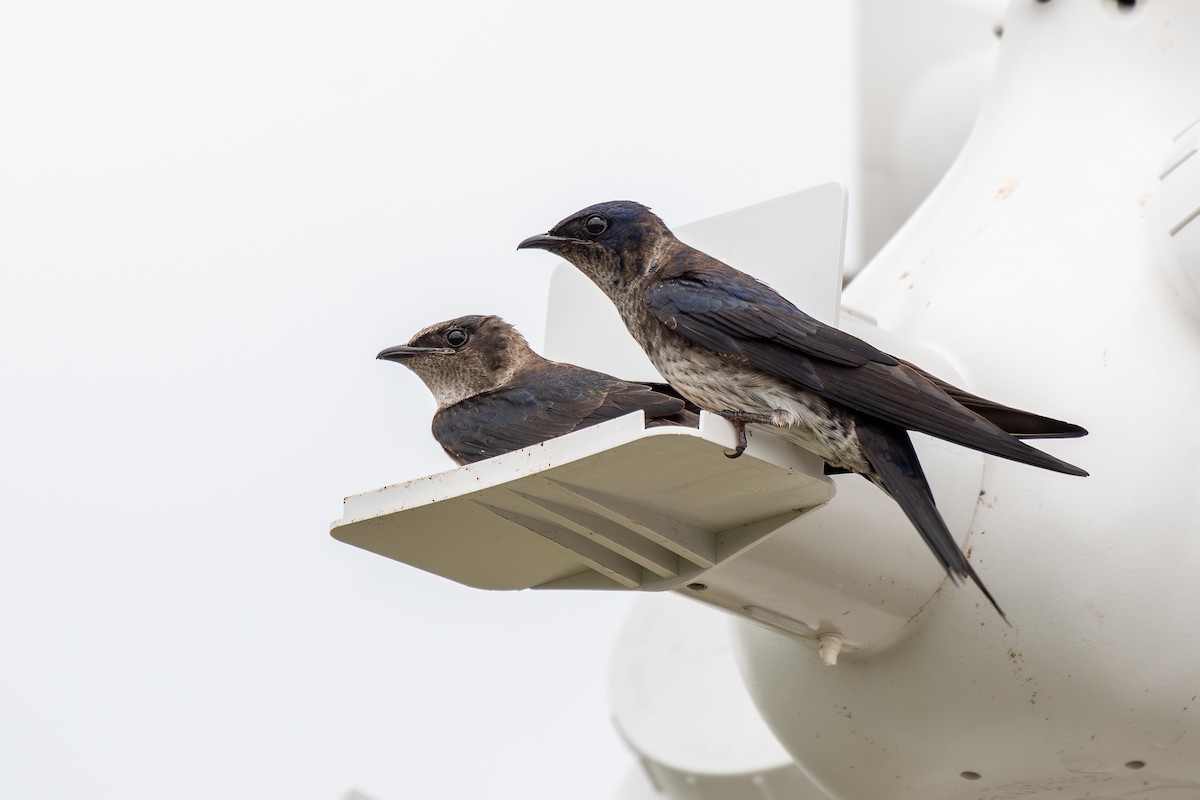 Purple Martin - ML618027640