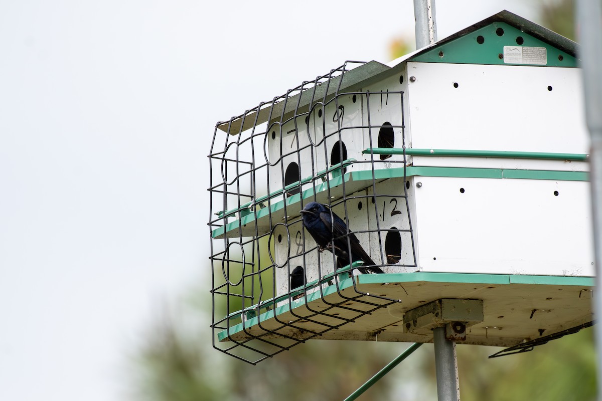 Purple Martin - ML618027645