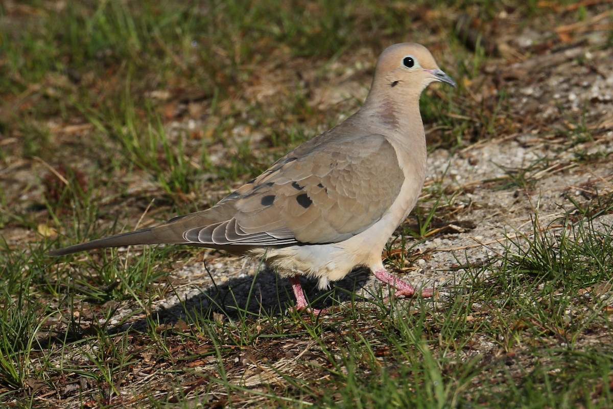 Mourning Dove - michael vedder