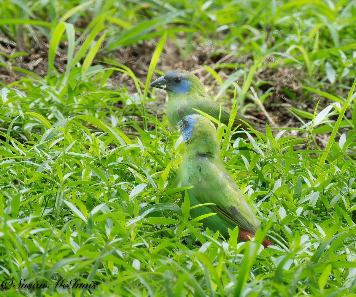 Blue-faced Parrotfinch - Susan Mac