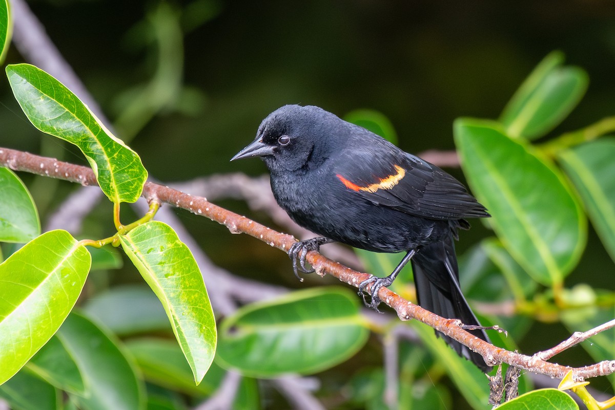 Red-winged Blackbird - ML618027673