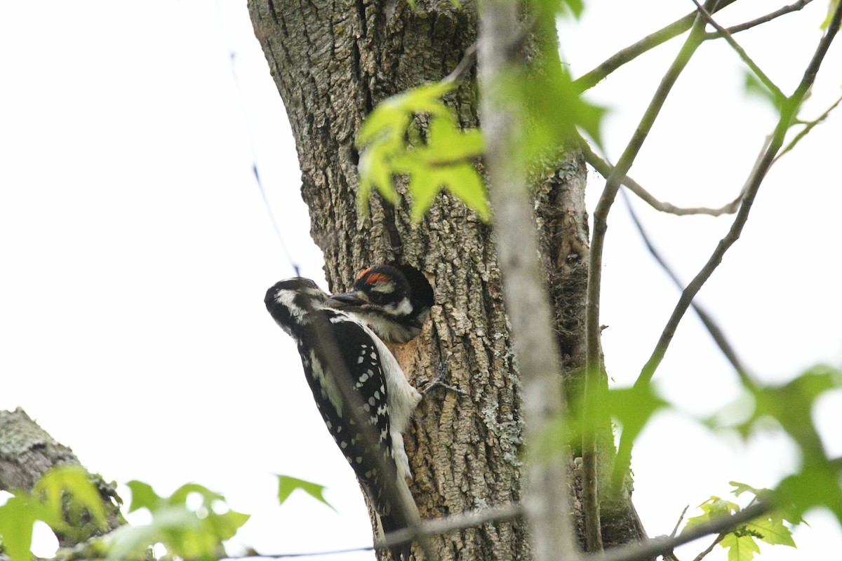 Hairy Woodpecker - ML618027682