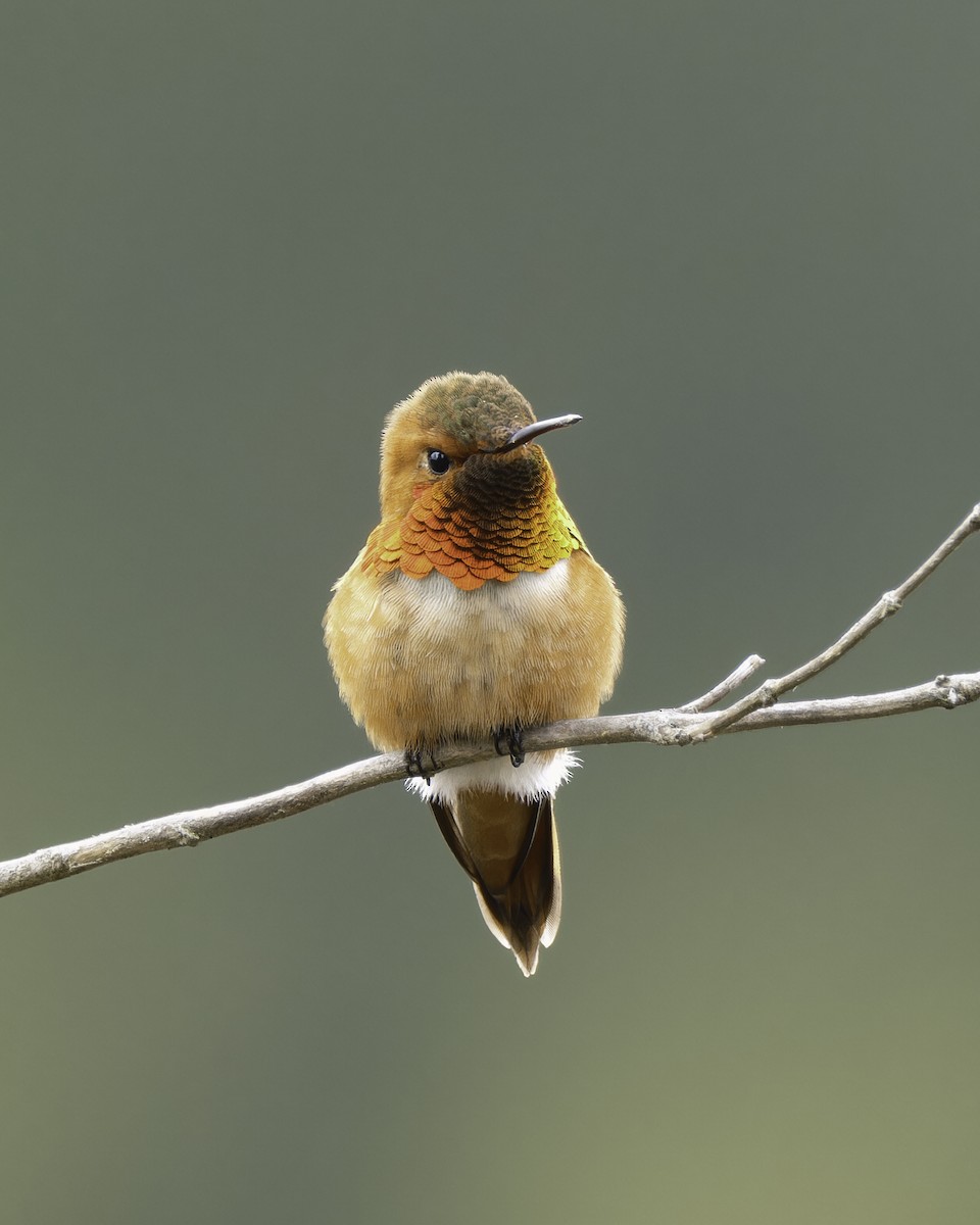 Rufous Hummingbird - ML618027684