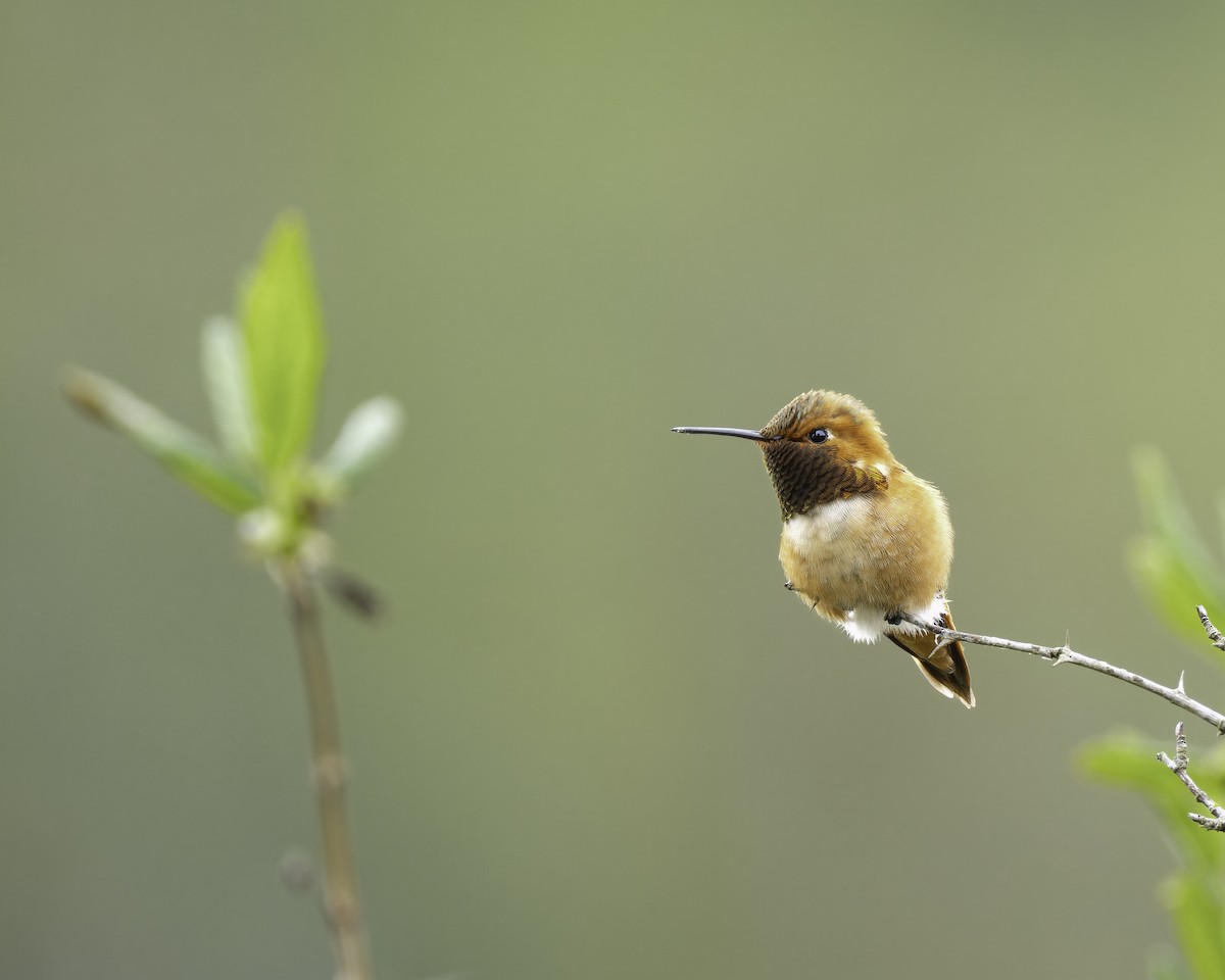 Rufous Hummingbird - ML618027689