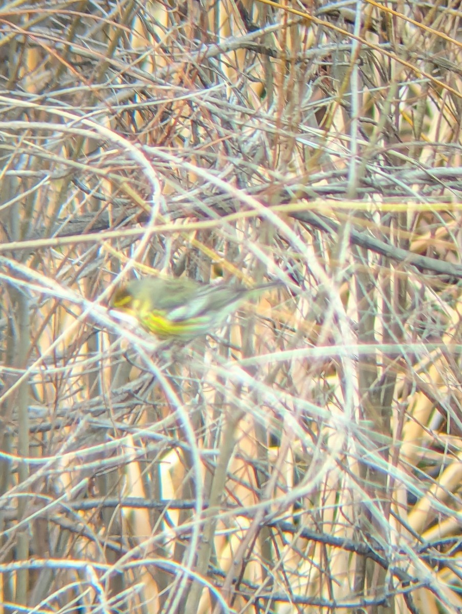 new world warbler sp. - ML618027693